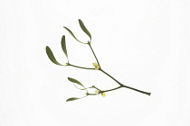 Mistletoe, Viscum album.