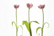 Tulip, Tulipa.