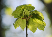 Sycamore, Acer pseudoplatanus.