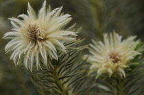 Featherhead, Phylica pubescens.