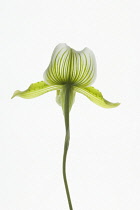 Orchid, Paphiopedilum.