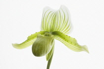 Orchid, Paphiopedilum.