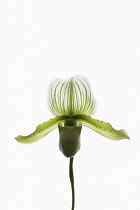 Orchid, Paphiopedilum.