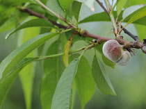 Peach, Prunus persica 'Stark Saturn'.
