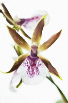 Orchid, Zygopetalum.