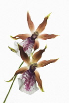Orchid, Zygopetalum.