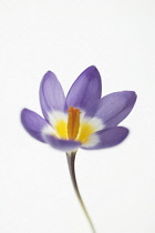 Crocus, Crocus 'Tricolour'.