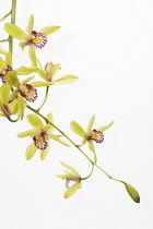 Orchid, Cymbidium.