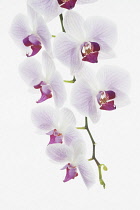 Orchid, Moth orchid, Phalaenopsis.