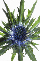 Sea Holly, Eryngium.