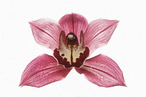 Orchid, Cymbidium.