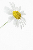 Daisy, Argyranthemum frutescens.