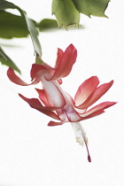 Christmas Cactus, Schlumbergera.