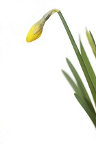 Daffodil, Narcissus 'Jetfire'.