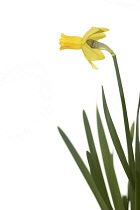 Daffodil, Narcissus 'Jetfire'.