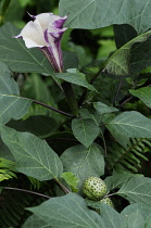 Angels'trumpets, Brugmansia 'Inoxia'.