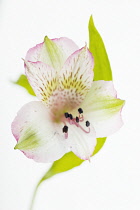 Alstroemeria, Peruvian lily.