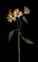 Alstroemeria, Peruvian lily.