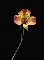 Alstroemeria, Peruvian lily.