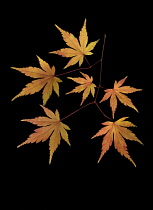 Japanese Maple, Acer japonicum.