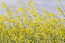 Oilseedrape, Brassica napus oleifera.