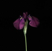 Iris, Iris ensata variegate.