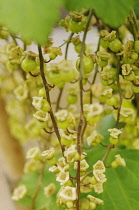 Currant, Redcurrant, Ribes rubrum sativum 'RedLake'.