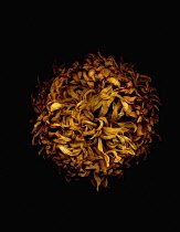 Chrysanthemum.