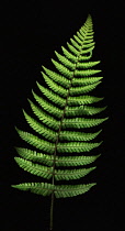 Fern, Wallich's wood fern, Dryopteris wallichiana.