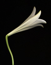 Lily, Easter lily, Lilium longiflorum.