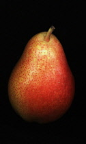 Pear, Pyrus communis 'Forelle'.