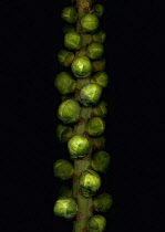 Brussel Sprout, Brassica oleracea bullata.
