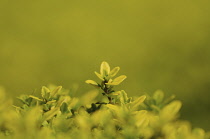 Thyme, Golden Lemon thyme, Thymus x citriodorus 'Aurea'.