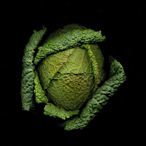 Cabbage, Savoy cabbage, Brassica oleracea subauda.