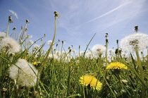 Dandelion clock, Taraxacum officinale.