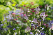 Aquilegia, Columbine, Aquilegia vulgaris.