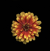 Dahlia.