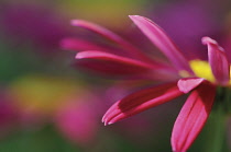 PaintedDaisy, Tanacetum coccineum 'Robinson's Red'.