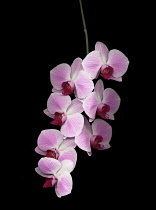 Orchid, Moth orchid, Phalaenopsis.