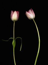 Tulip, Tulipa.