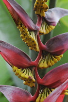 Heliconia, Heliconia trichocarpa.