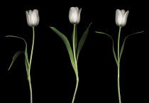 Tulip, Tulipa.