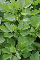 Broadbean, Vicia faba.