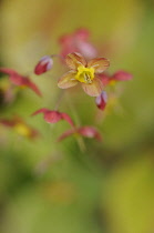 Epimedium.