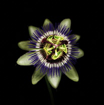 Passion flower, Passiflora caerulea.