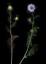 Love-in-a-mist, Nigella damascena.