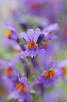 Toadflax, Linaria alpina.