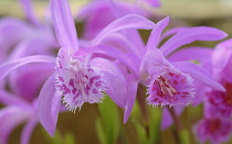 Orchid, Pleione bulbocodioide 'Vicky'.