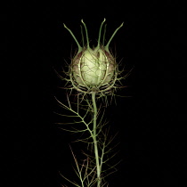 Love-in-a-mist, Nigella damascena.