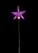 Orchid, Laelia anceps.